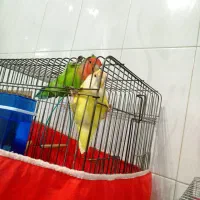 کوتوله برزیلی نر و ماده همراه با بچه