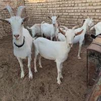 شیر بز سانن