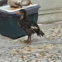 ۲عدد جوجه خروس دو رگ لاری