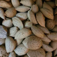 فروش بادام تلخ