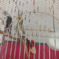 عروس هلندی گلباقالی رام و دستی