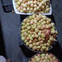 زردالوی تازه تفتان