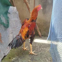 خروس لاری اوشامو