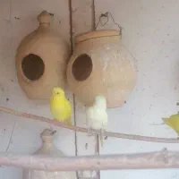 مرغ عشق