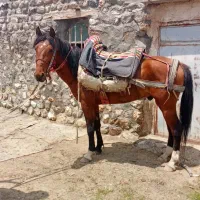 اسب نریان کوردی ۴ ساله خومالی