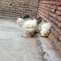 خروس برهما