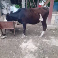 گوساله  دورگ محلی