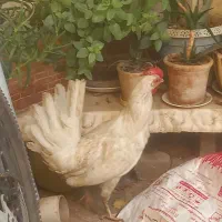 خروس|حیوانات مزرعه|نیشابور, رحمت آباد|دیوار