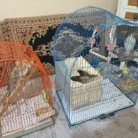 یک جفت عروس هلندی با چهارتا جوجه همراه با قفس ها