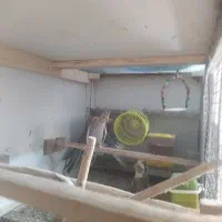عروس هلندی  با قفس چوبی بزرگ