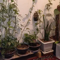 گل طبیعی