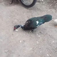 اسراعیلی نر