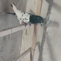 کبوتر