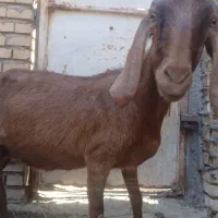 یه بز ماده بابزغاله نر
