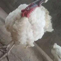 بوقلمون‌بیوتی‌بالای‌۹‌کیلو