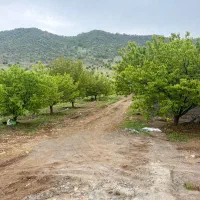 فروش-و-معاوضه-باغ-موردراز-دارای-آب-برق-گاز