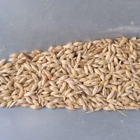 جو درجه یک