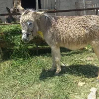 فروش دو راس الاغ