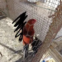 فروش مرغ و خروس لاری