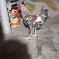 فروش خروس