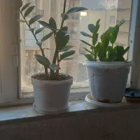 گل  زامفولیا