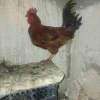 خروس