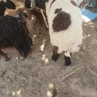 فروش گوسفند