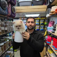 پامرانین لیوانی