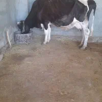 گاو وگوساله