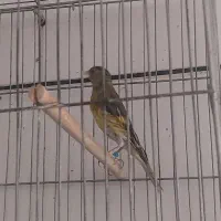 سره قناری
