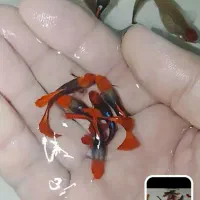 انواع گوپی و کالر