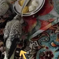 عروس هلندی