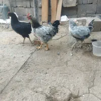 سه عدد مرغ و خروس