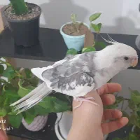 عروس هلندی نرو ماده دستی چلوندنی