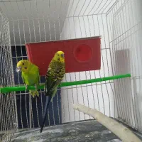 جفت مرغ عشق بشرط