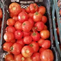 گوجه‌فرنگی برای رب وخوردن