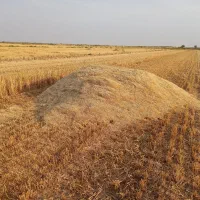 کاه|لوازم جانبی حیوانات|شوشتر, |دیوار