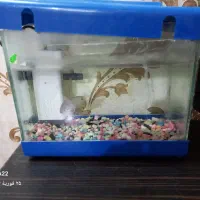 آکواریوم|ماهی|منجیل, |دیوار