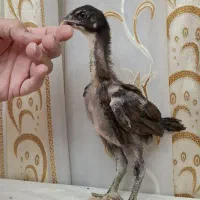 مرغ وخروس وجوجه  لاری رسمی گلین ولری