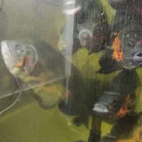 ماهی اسکار و آنجل