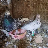 4جفت کفتر جفتی و هوای