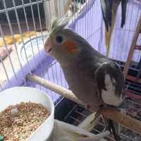 جوجه عروس هلندی کاملا سالم و دستی