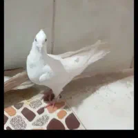 کفتر شونی و تهرانی