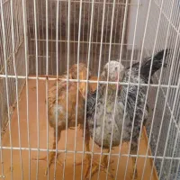 مرغ وخروس