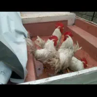 ۵عدد خروس بزرگ ۳ملیون