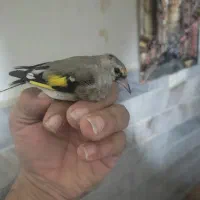 جوجه سهره نر