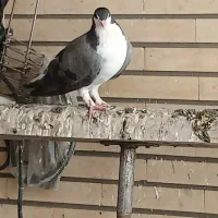 فروش کبوتر