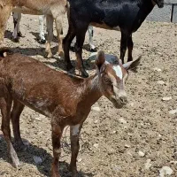 عمانی|حیوانات مزرعه|شیراز, سینما سعدی|دیوار