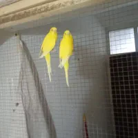 جفت مرغ عشق