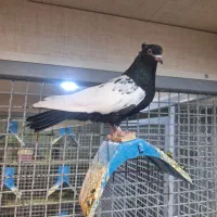 ماده سینه سیاه